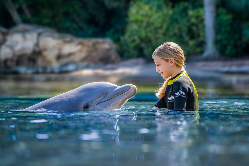 Embark on a heartwarming, up-close encounter with playful dolphins at Discovery Cove. Photo courtesy of Discovery Cove 