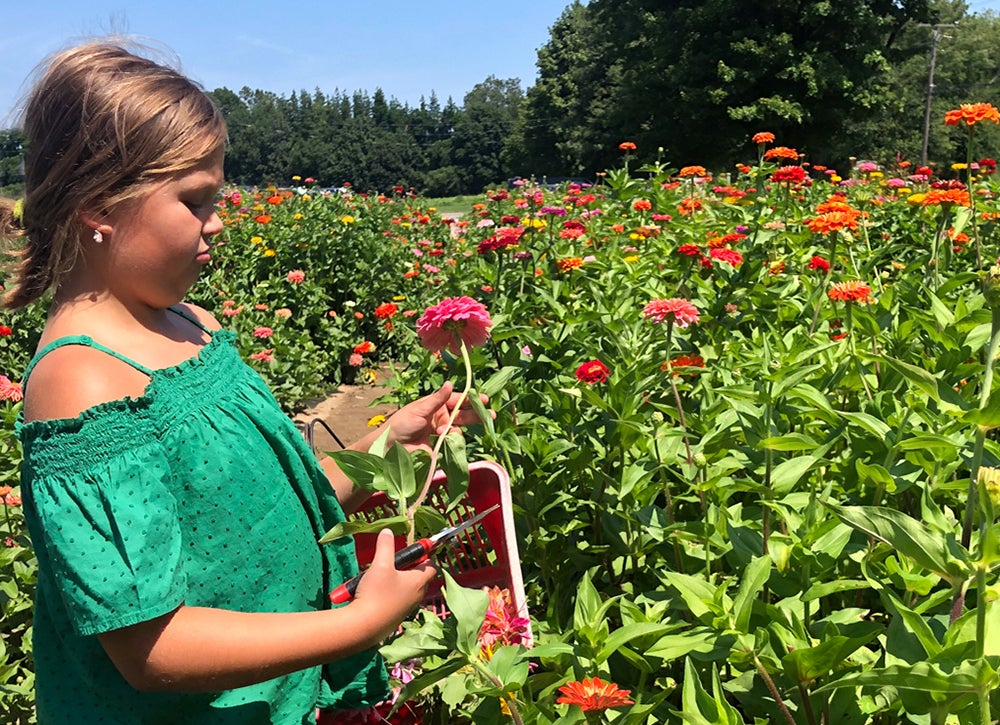 Find beautiful blooms with a fun outing to the top pick-your-own flower farms near Boston! 