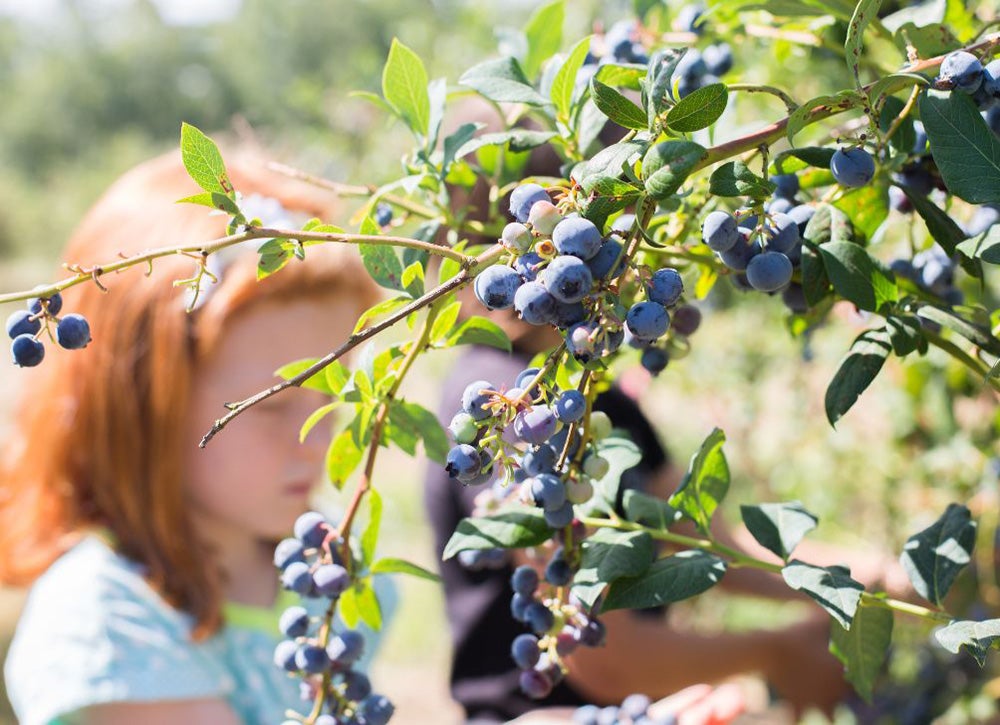 Nothing says summer like blueberry picking near Boston with kids!