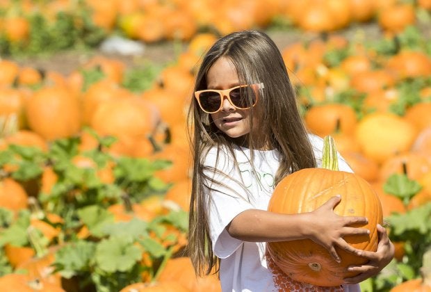 Pick a peck of pumpkins at the Annual Pumpkin Festival Cal Poly Pomona. Photo courtesy of the Cal Poly Pomona Facebook page