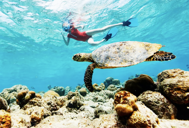 Get close to sea turtles  and other marine life when snorkeling in Florida. 